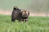 DOGUE DU TIBET 285